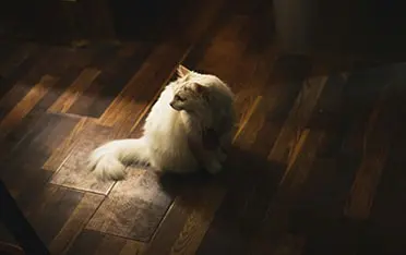 best flooring for pets