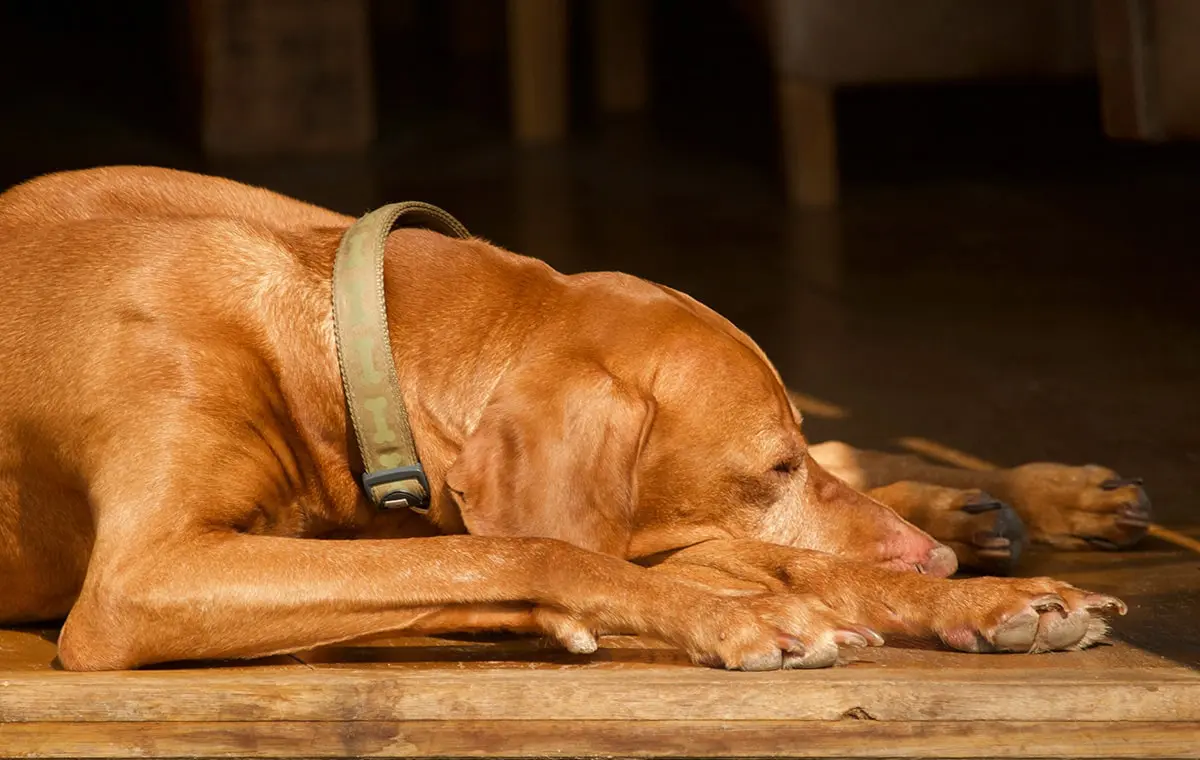 flooring for pet