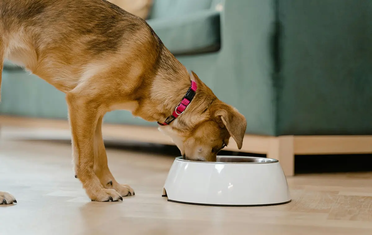 best flooring for pets