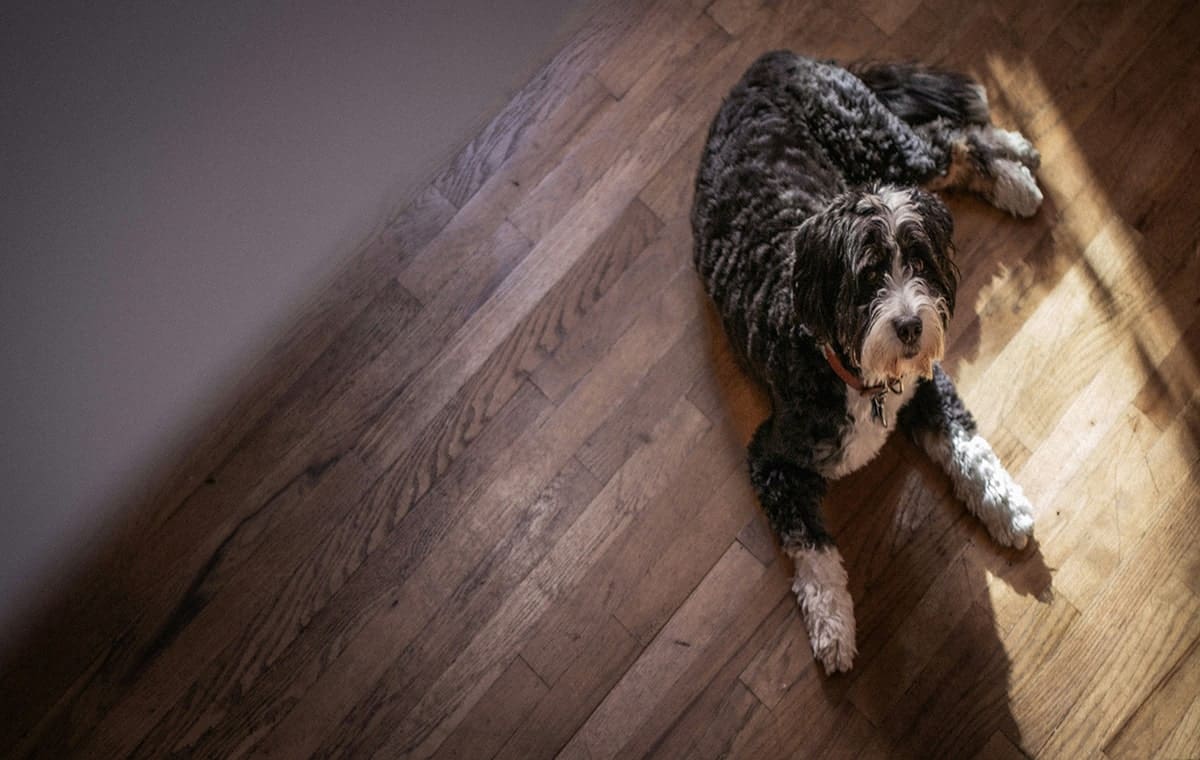 The Healthiest Flooring Options