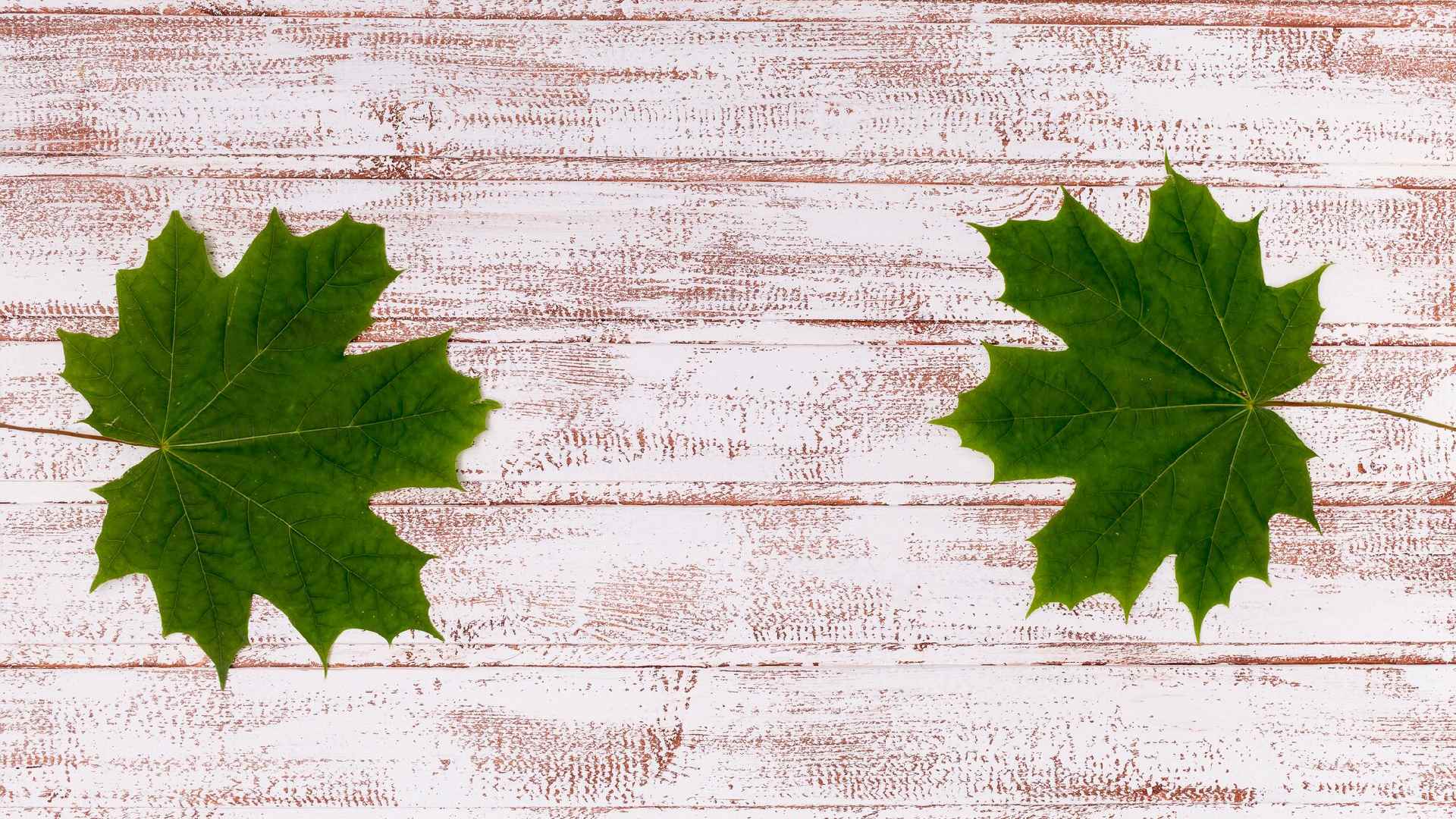 Maple vs Oak Flooring for UK Homes: Which Wood Flooring Is Best?